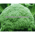 F1 Hybrid Excellent Organic Broccoli Seeds For Sale